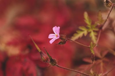 Close-up of pink flowering plant