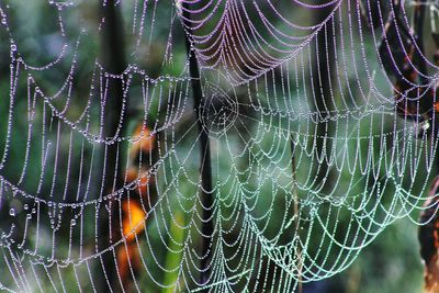 Close-up of wet spider web