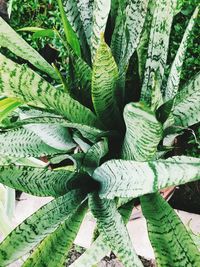 Full frame shot of succulent plant leaves on field