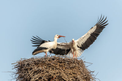 white stork