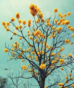 Low angle view of flowers against sky