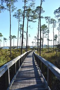 Narrow footbridge along plants and trees against sky