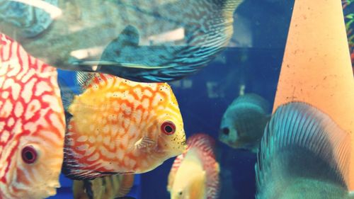 Close-up of fish swimming in aquarium