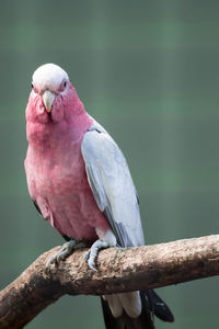 Close-up of parrot perching on branch