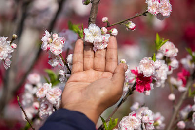 Cropped hand of woman holding flowers