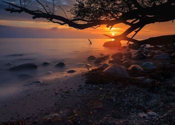 Silhouette trees on beach against sky at sunset