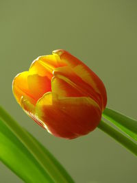 Close-up of flower blooming outdoors