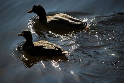 High angle view of duck swimming on lake