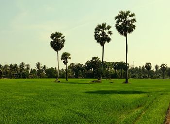 Palm trees on field against sky