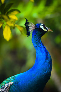 Close-up of peacock