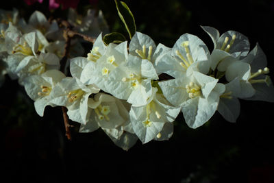 Close-up of white flowering plant