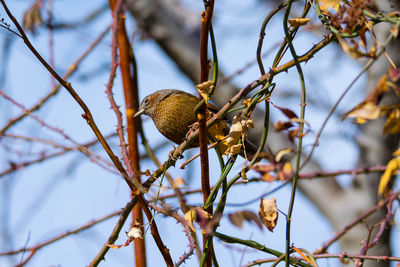 Low angle view of bird perching on branch