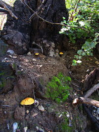 Close-up of mushrooms growing on tree trunk in forest