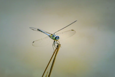 Close-up of dragonfly on wall