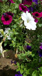 Close-up of white flowering plants