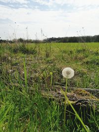 Close-up of flowers growing in field against sky