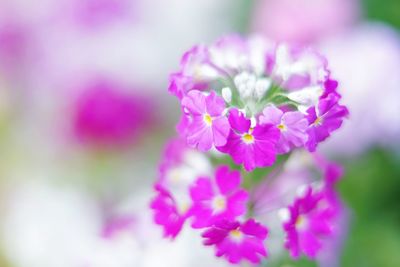 Close-up of pink flowering plant