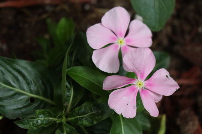 Close-up of pink flowering plant