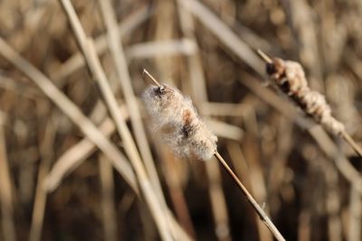 Close-up of dried cattails 