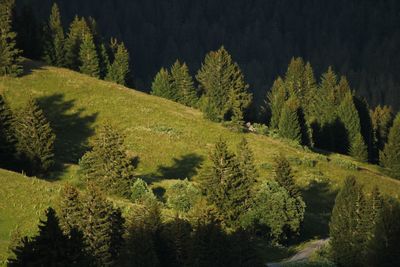Scenic view of pine trees in forest