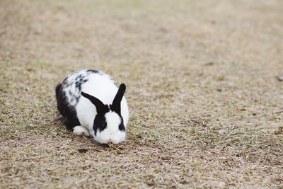 Close-up of rabbit on field