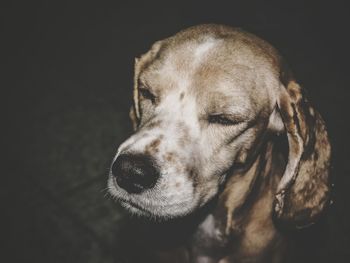 Close-up of dog looking away