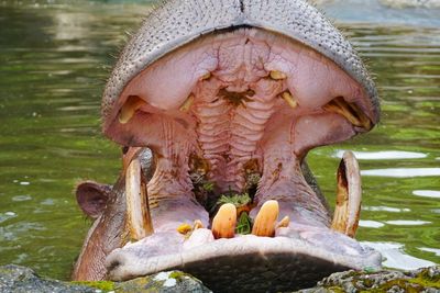 Close-up of hippopotamus yawning in pond