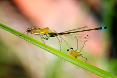 Close-up of insect on plant