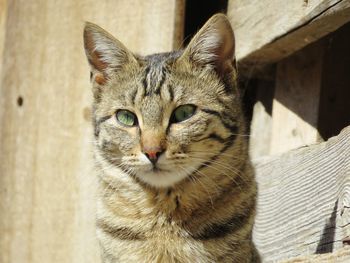 Close-up portrait of tabby cat