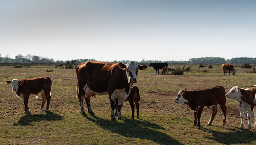 Cows standing in a field