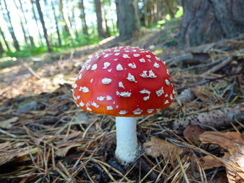 Close-up of mushrooms growing in forest