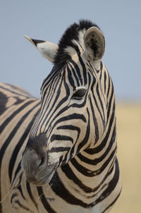 View of a zebra