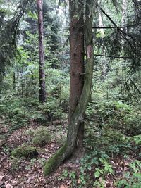 Trees in forest