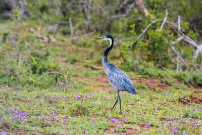 High angle view of gray heron on field
