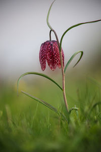 Close-up of red flowering plant on field