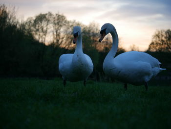 Swan on a field