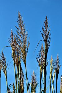Low angle view of crops against clear blue sky
