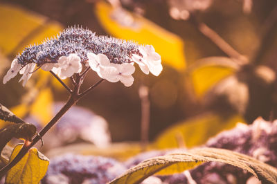 Close-up of flower