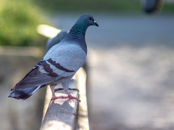 Close-up of pigeon perching on railing