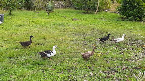 Ducks on a field