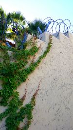 Low angle view of plants against sky