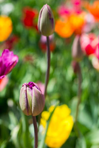 Close-up of yellow tulip