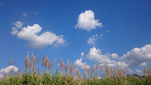 Panoramic view of field against sky