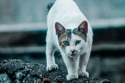 Close-up portrait of cat