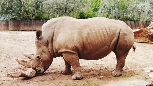 High angle view of rhinoceros standing on field