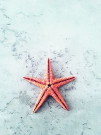 Close-up of starfish on beach