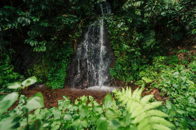 Scenic view of waterfall in forest