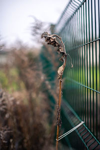 Close-up of rusty metal fence on field