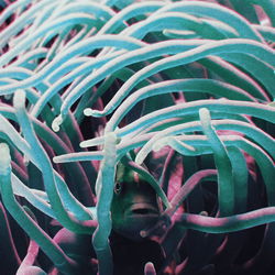 Close-up of jellyfish in water