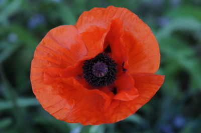 Close-up of red flower blooming outdoors